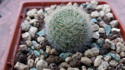REBUTIA "MUSCULA"