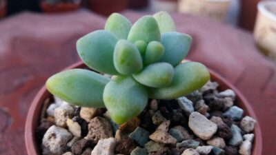 SEDUM "TRELEASEI"