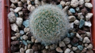 REBUTIA "MUSCULA" - Зображення 4