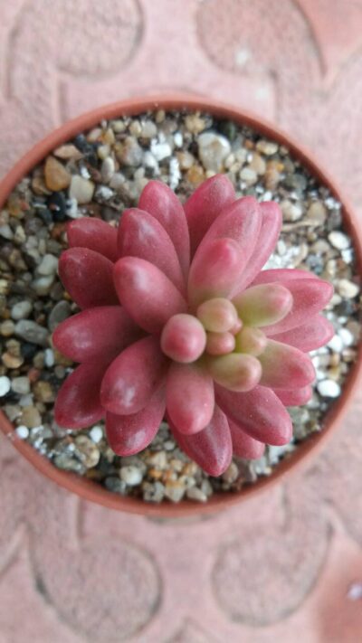 Sedum "Aurora" - Зображення 3