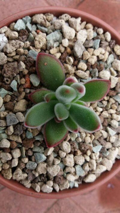 ECHEVERIA PULVINATA RUBY
