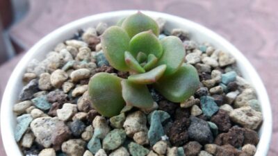 ECHEVERIA "VAMPIRE RED BOLL" - Зображення 3