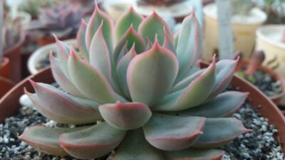 ECHEVERIA "ORION"