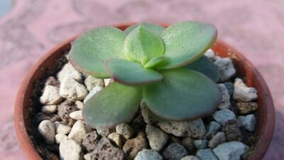 ECHEVERIA "SUYON" - Зображення 2