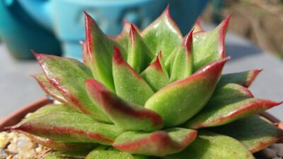 ECHEVERIA "AGAVOIDES SPANE" variegated
