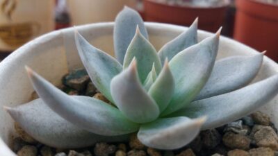 ECHEVERIA "SILVER QUEEN"