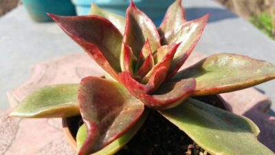 ECHEVERIA "SALSA VERDE" var.
