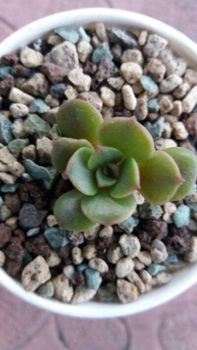 ECHEVERIA "VAMPIRE RED BOLL" - Зображення 2
