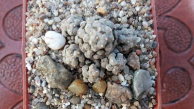 MAMMILLARIA THERESAE - Зображення 3