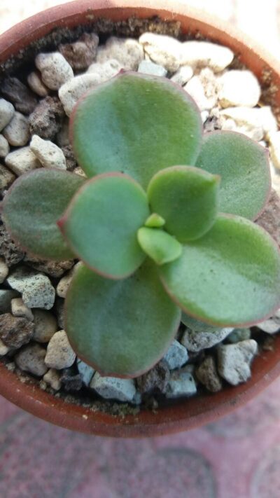 ECHEVERIA "SUYON" - Зображення 3