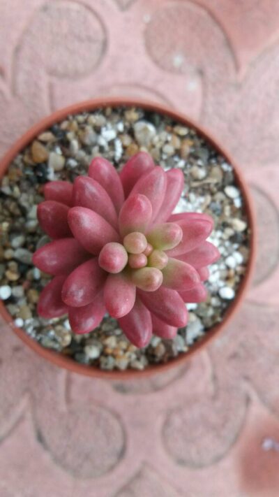 Sedum "Aurora" - Зображення 4