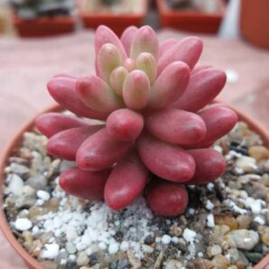 Sedum "Aurora"