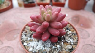 Sedum "Aurora"