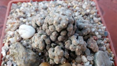 MAMMILLARIA THERESAE - Зображення 2