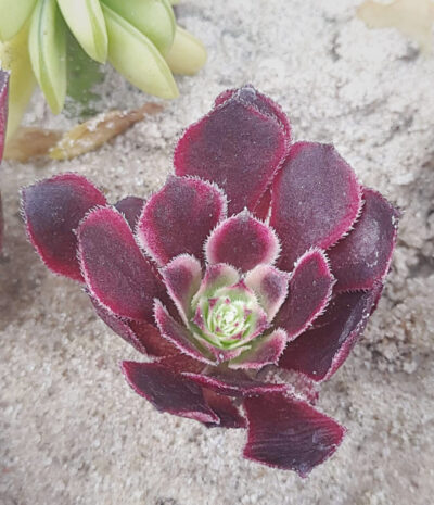 Aeonium Mardi Gras - Зображення 2