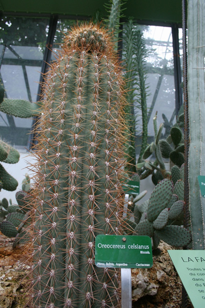 БОТАНИЧЕСКИЙ САД JARDIN DES PLANTES (ПАРИЖ, ФРАНЦИЯ) | 11