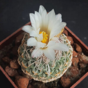 Strombocactus disciformis | 83