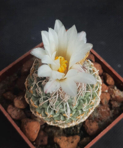 Strombocactus disciformis
