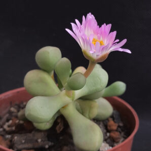 Jensenobotrya lossowiana | 71