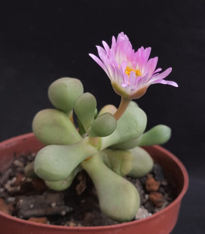 Jensenobotrya lossowiana