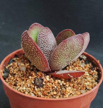 Crassula cat's tongue