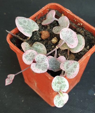 Ceropegia woodii variegata
