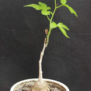 Kedrostis Africana | 70