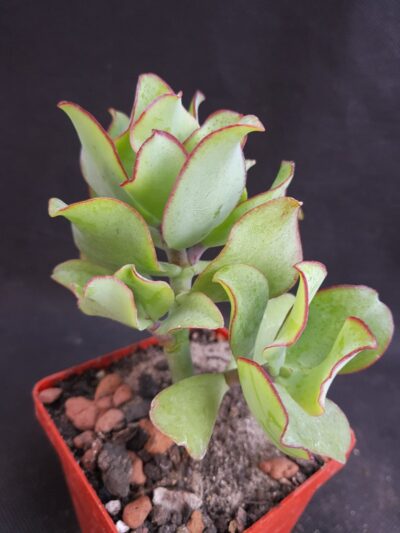 Crassula Ovata Blue Bird
