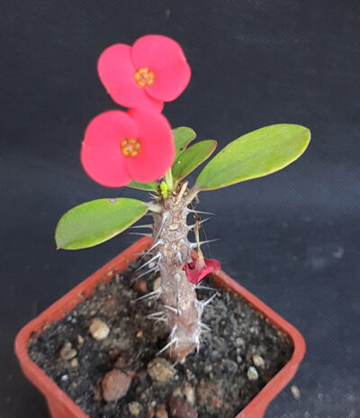 Euphorbia milii
