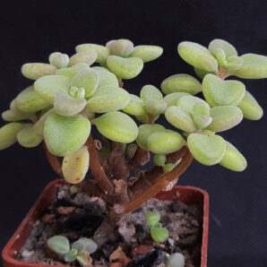 Plectranthus socotranum | 85