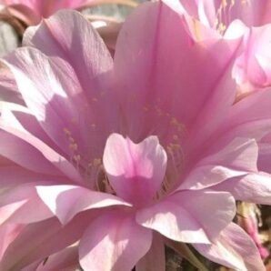 невкорінена маленька діточка Echinopsis 217 Melodie, d = 1,5 см