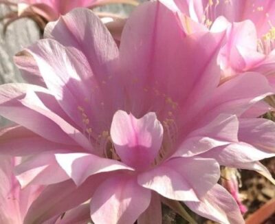 невкорінена маленька діточка Echinopsis 217 Melodie, d = 1,5 см