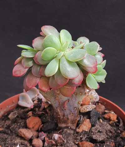 Echeveria Briar Rose cristata