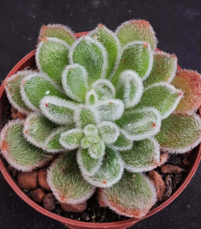 Echeveria 'Doris Taylor'