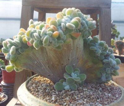 Echeveria pulvinata ‘Frosty’ cristata - Зображення 2