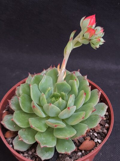 Echeveria derenbergii
