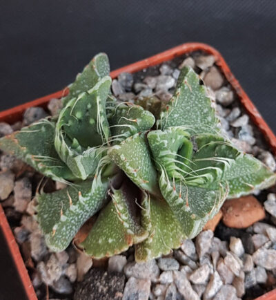 Faucaria tigrina