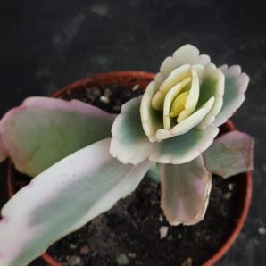 Kalanchoe Fedchenkoi var