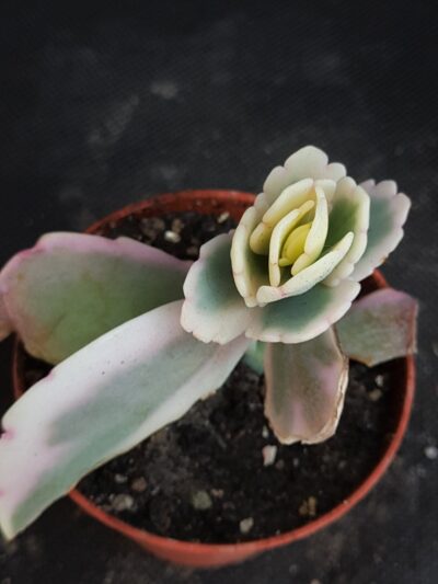 Kalanchoe Fedchenkoi var