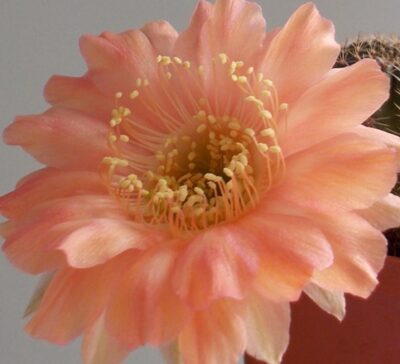 щеплена діточка , Echinopsis 313 Chan Chan , d = 3 см (мінлива квітка) - Зображення 2