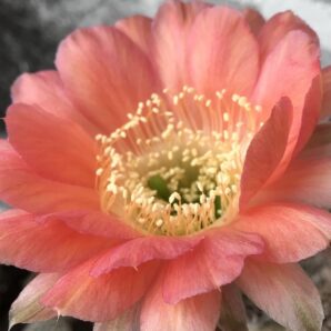 щеплена діточка , Echinopsis 313 Chan Chan , d = 2,5 см (мінлива квітка)