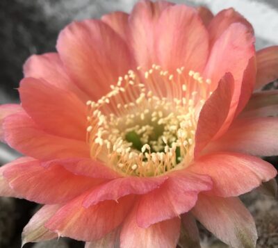 щеплена діточка , Echinopsis 313 Chan Chan , d = 3 см (мінлива квітка)