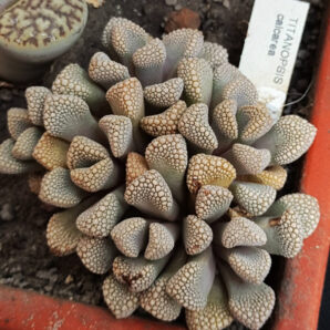 Titanopsis calcarea | 99