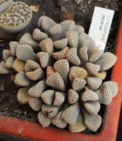Titanopsis calcarea