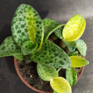Drimiopsis Maculata var. | 39