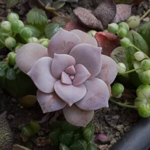 Graptopetalum Superbum | 50