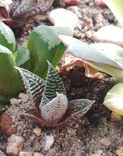 Haworthia limifolia striata