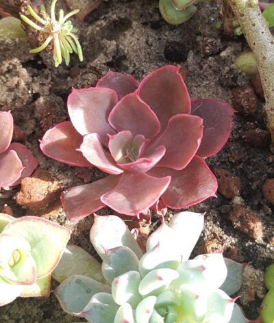 Echeveria Painted Frills