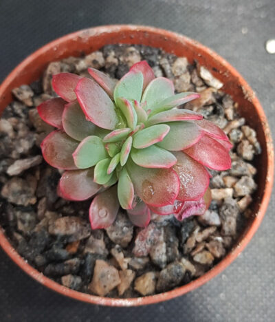 Echeveria Briar Rose cristata