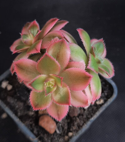 Aeonium kiwi